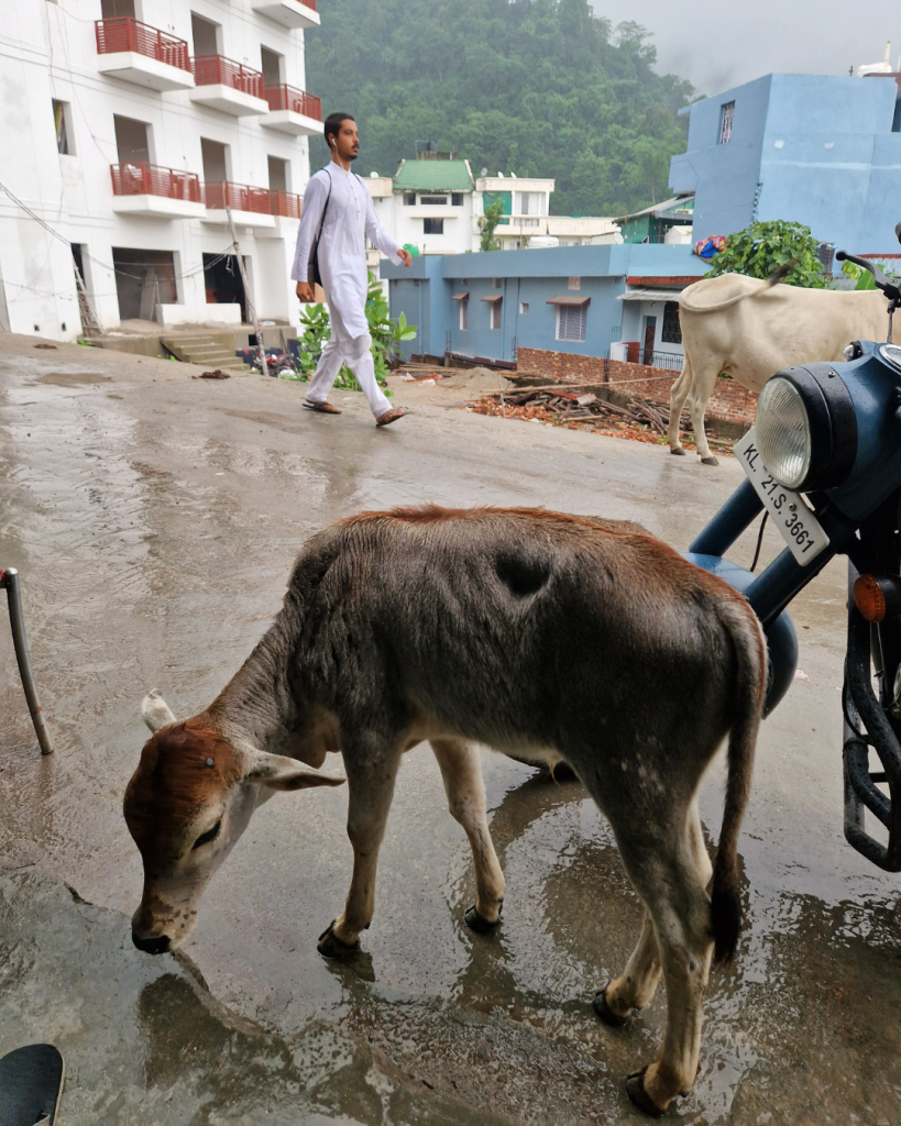 Monsoon Serenity: Enfield Tales from Our Rishikesh Retreat
©2023 Sabine Angel