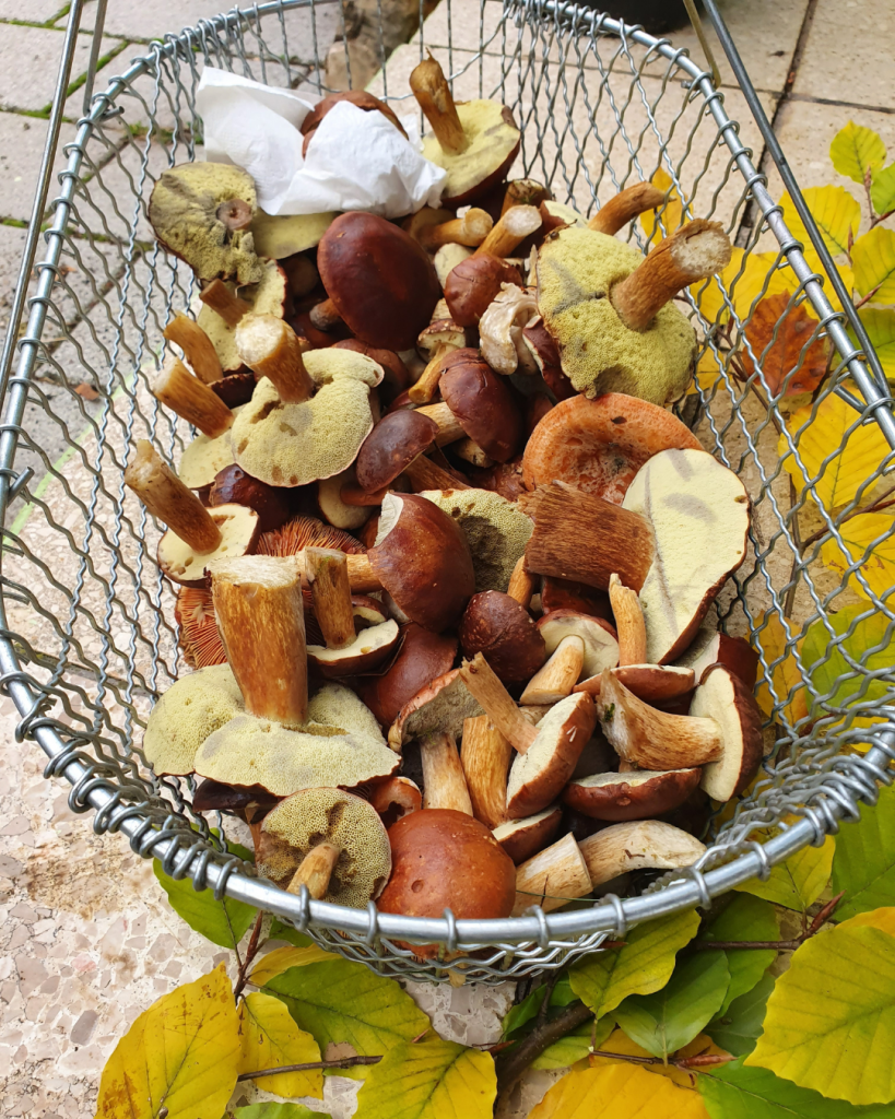Traditions of Mabon
Wild Mushroom Harvest
Celebrating the Harvest: Delving into Autumn's Abundance
©2024 Sabine Angel