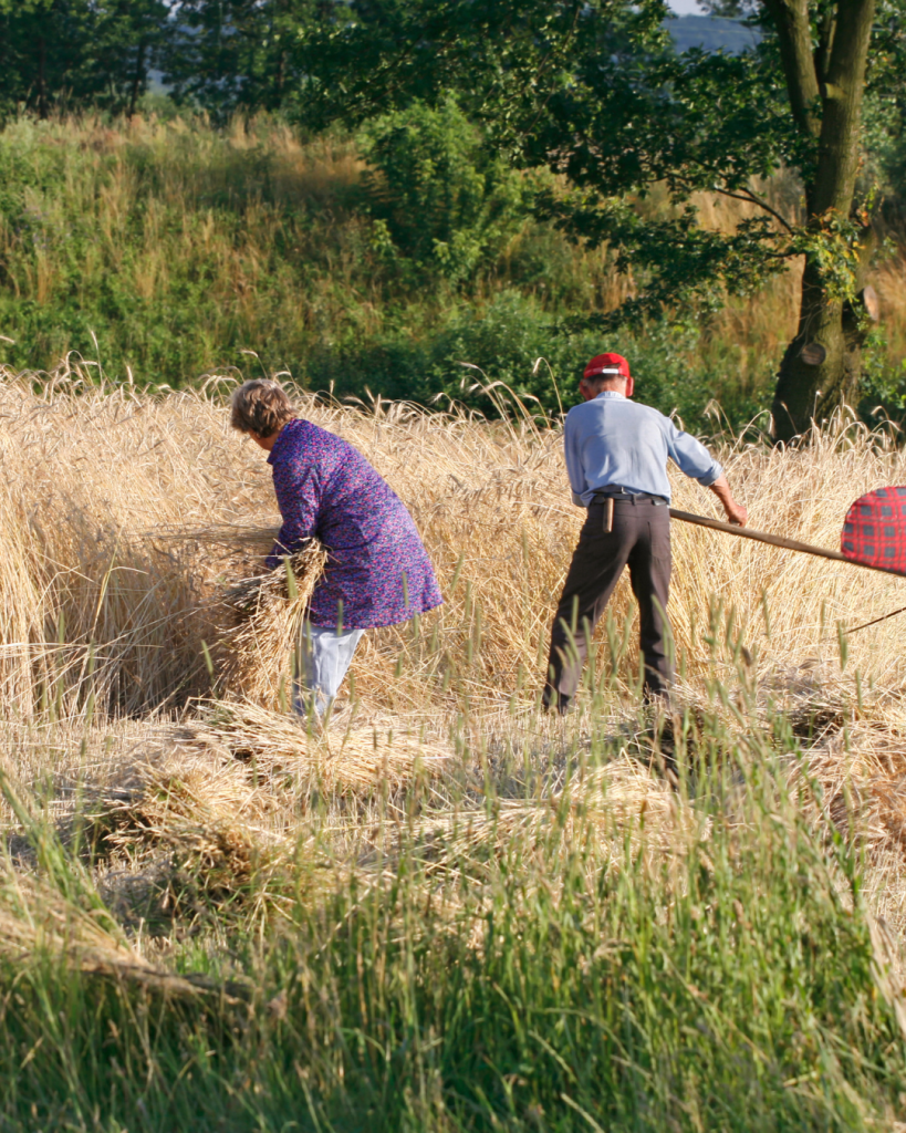 Celebrating the First Harvest: The Rich Traditions and Practices of Lughnasadh
(Pic Canva)